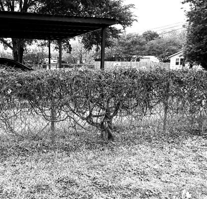 Freeze damage most likely the cause of dying vines
