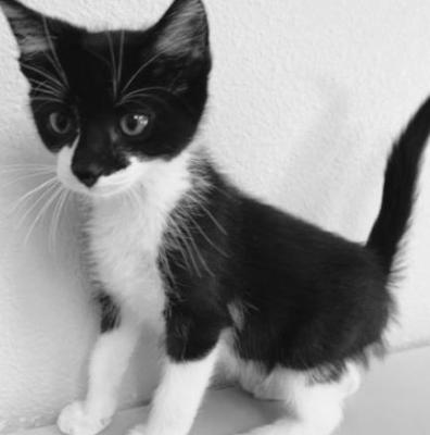 PET OF THE WEEK