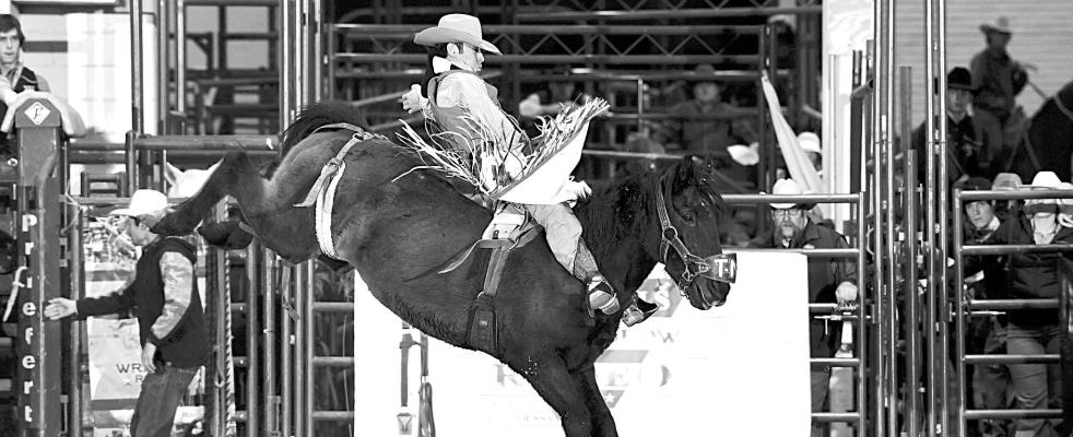 Recent Sul Ross graduate and Sul Ross Rodeo Team member Cole Franks was the high money winner in Pool B standings in the bareback riding at the Calgary Stampede. Franks moved on to the semifi nals where he was the first one out of the shoot and rode for an 85.5. Franks was unable to hold onto the lead and ended the day in seventh place and out of the short go. Courtesy photo