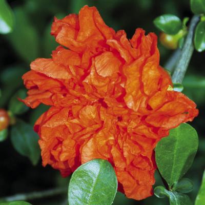 Ornamental pomegranates can still have showy