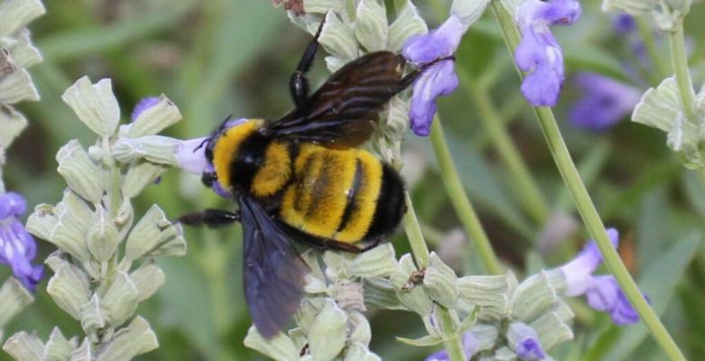 The Big Bend Chapter of the Native Plant Society of Texas will hold its next program on Saturday, September 19, at 1 p.m. at the Alpine Public Library. The program, entitled “Native Bees of the Desert Sky Islands,” is being presented by Dr. Kathryn Busby. All are welcome to attend. Courtesy Photo
