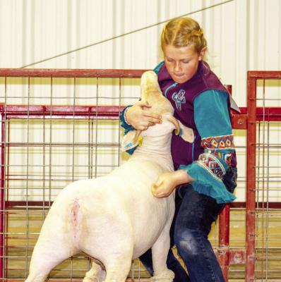 Sephora Karleen exhibits intense concentration as she sets up her lamb for judging on Friday morning. Photo by Kara Gerbert