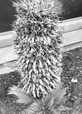 Trimming sago palms helps encourage new base growth