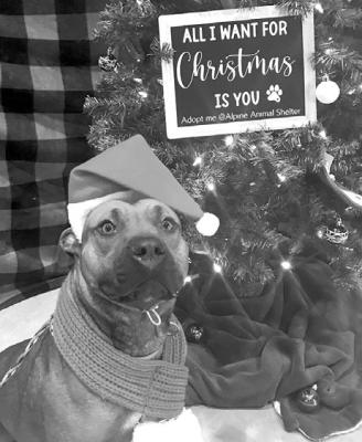 PET OF THE WEEK