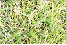 Specifi c herbicides help control