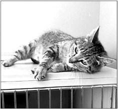 Alt Text for PET OF THE WEEK