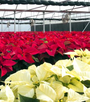 Even the smallest amount of artificial light can affect poinsettia blooming