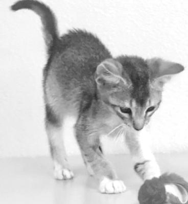 PET OF THE WEEK