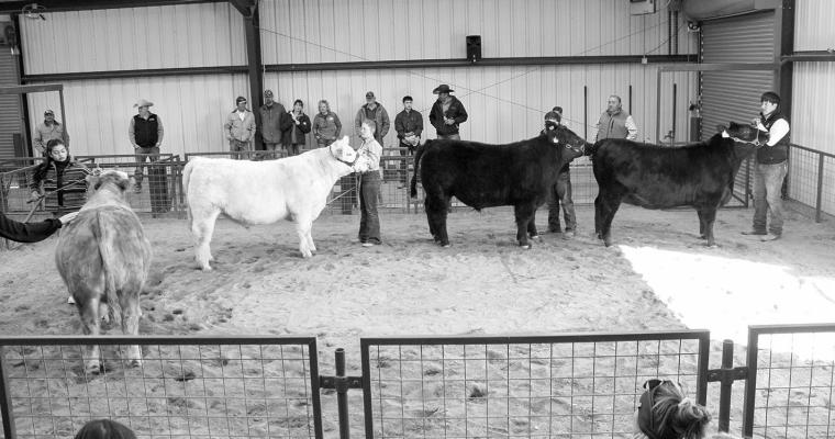 CATTLE