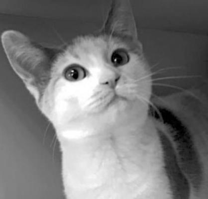 PET OF THE WEEK
