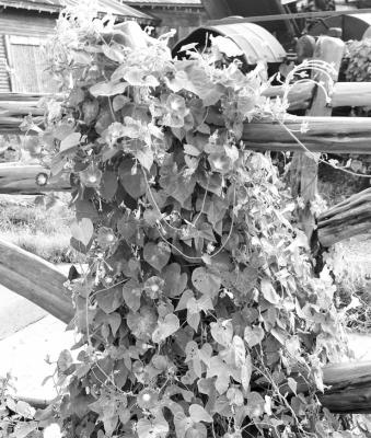 Pruning roses, covering a fence