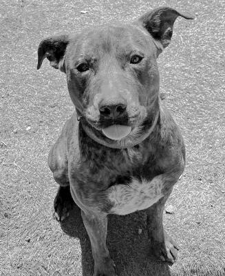 PET OF THE WEEK