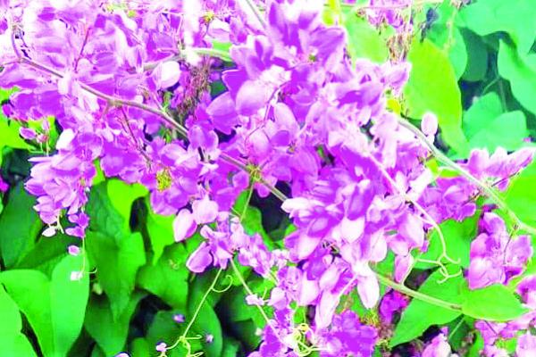 Coral vine seeds require scarifi cation for good germination
