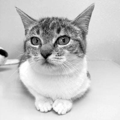 PET OF THE WEEK