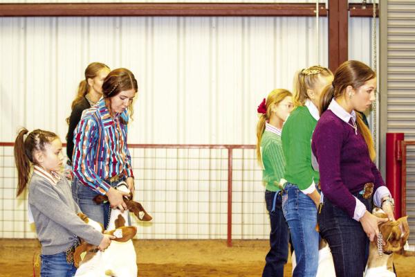 These young ladies present their goats for their Division Championship at Friday morning’s Big Bend Livestock Show. First row, L-R are Hattie Roan, Gracie Boultinghouse, and Amberly Tarrant. Second row is Hallie Wood, Kylie Maroney, and Sadie Wood. Photo by Kara Gerbert