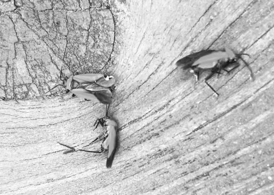 Mountain laurel mirids seldom lead to long-term damage