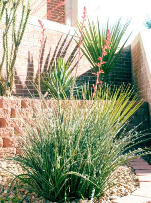 Don’t overcrowd replanted red yucca