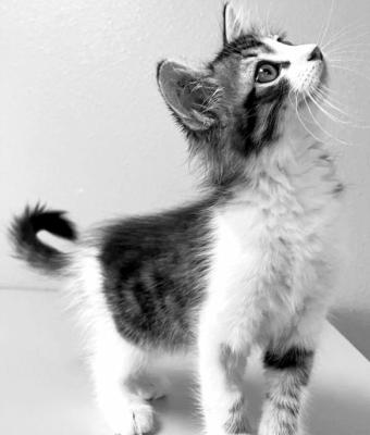 PET OF THE WEEK