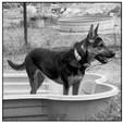 PET OF THE WEEK