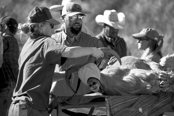 Researchers with Borderlands Research Institute and Texas Parks and Wildlife prepare to place a radio collar on an aoudad for their interaction study. Courtesy photo