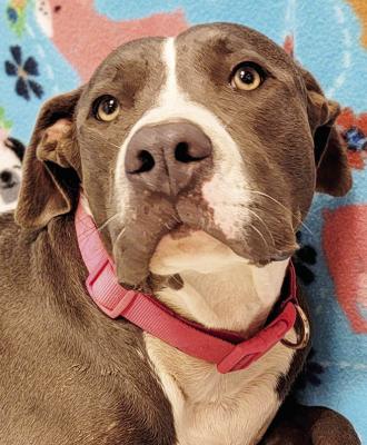 PET OF THE WEEK