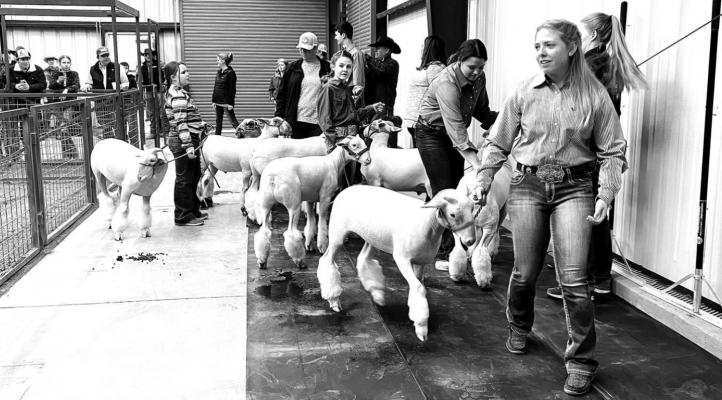 78th Big Bend Livestock Association Show