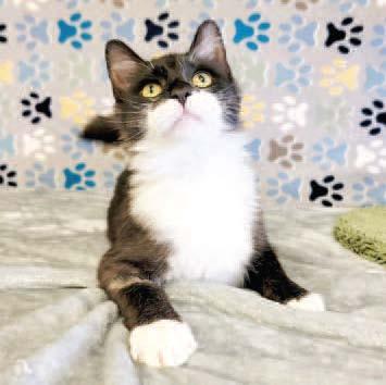 PET OF THE WEEK