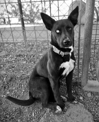 PET OF THE WEEK
