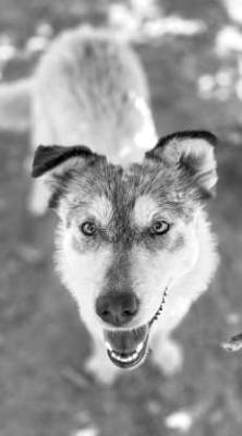 PET OF THE WEEK