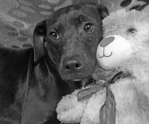 PET OF THE WEEK