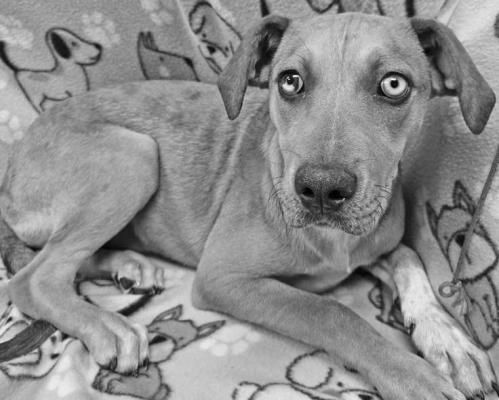 PET OF THE WEEK