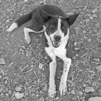 PET OF THE WEEK