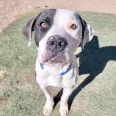 Pet of the Week