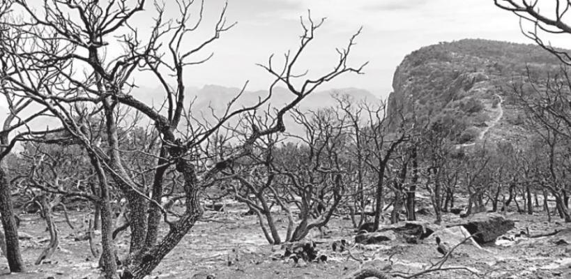 Burned area on East Rim. Courtesy photo