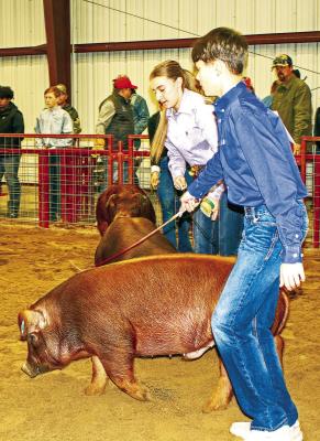 Red pigs in the ring