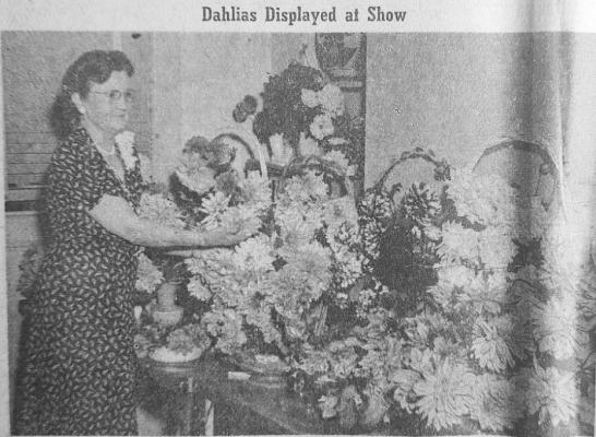 October 27, 1950- The annual Dahlia show that was held two weeks ago is sponsored by the Garden Club. Here, Mrs. W. M. Meador looks over the enormous arrangements. This photo showcases the size of the dahlias grown in this area.