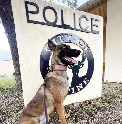 Alpine PD K-9 officer participates in memorial walk