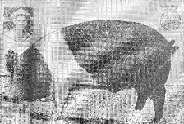 December 29, 1950 19-year-old FFA boy, Joe Pecharich Jr., set a new hog price record with his participation in the 1950 International Livestock Exposition in Chicago. At $3.10 per pound, this hog brought his young owner more than $825.