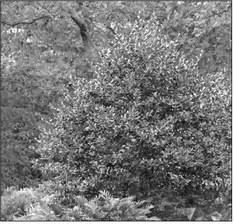 Skyward yaupon not a good pollinator for some hollies