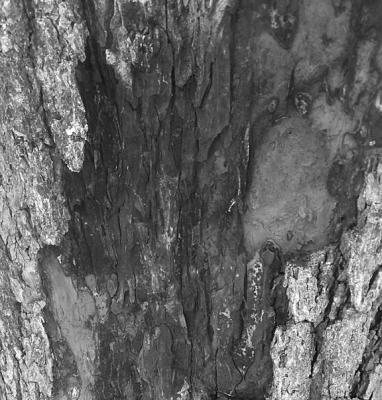 Pecan tree bark separation
