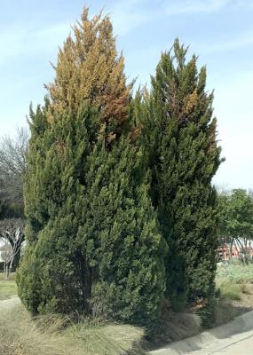Phomopsis cankers will be the death of junipers