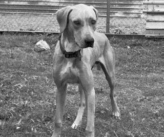 PET OF THE WEEK