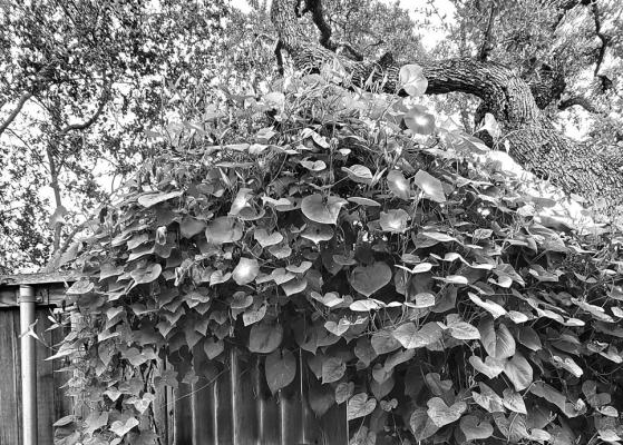 Plant woes of the home gardener
