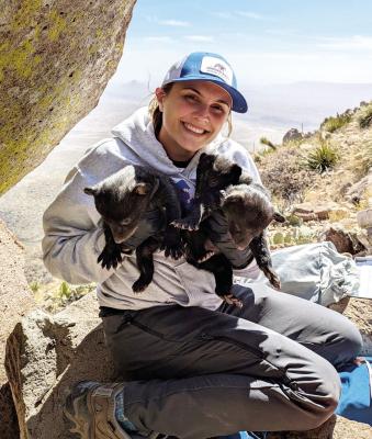PhD student Caitlin Camp Pappas helped conduct a den check on one of the collared, female black bears. The mother bear was anesthetized and monitored, and the cubs were measured and samples taken before being returned to their mother. Photo courtesy of BRI