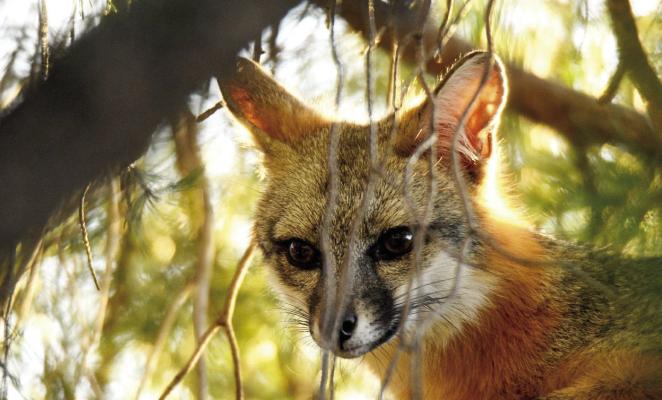 Surprisingly agile and able to climb, the fox in this photo, titled “Tree Friend” by Jessica Eley, was the winner of this year’s Twin Sisters Award in Alpine’s photo contest. Photo courtesy of Visit Alpine, Texas