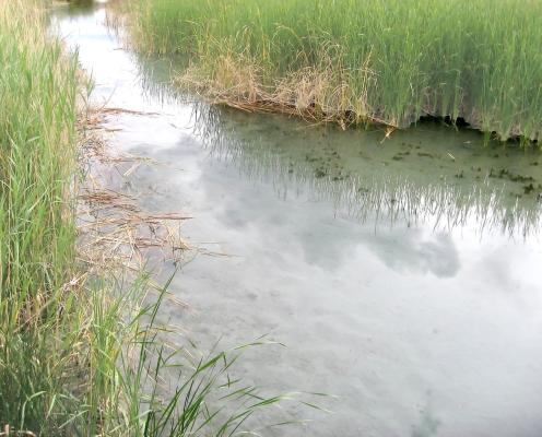San Soloman Springs near Balmorhea is one of the areas the institute will focus on first. Courtesy photo