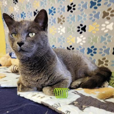 PET OF THE WEEK