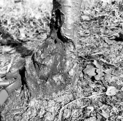 Apple graft.