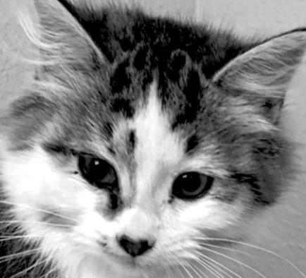 PET OF THE WEEK
