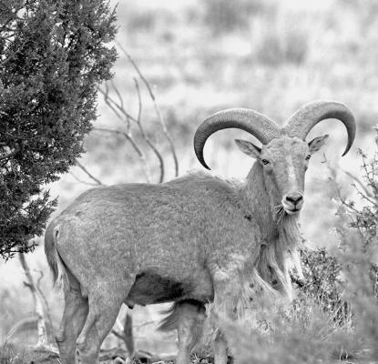 Researchers at Texas A&amp;M University’s College of Veterinary Medicine and Biomedical Sciences have learned that aoudad, a non-native species, can carry and spread respiratory pathogens that threaten native bighorn sheep populations, raising concerns for wildlife conservation and management. Photo by Kara Gerbert